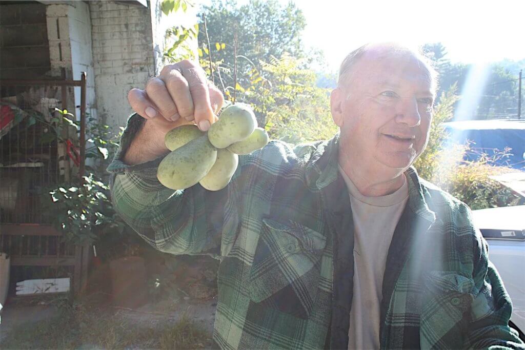 Sam Consylman holding a bundle of pawpaws.