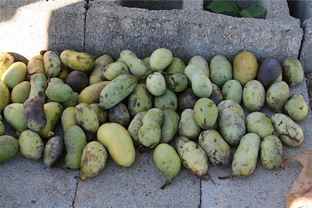 A pile of pawpaws. 