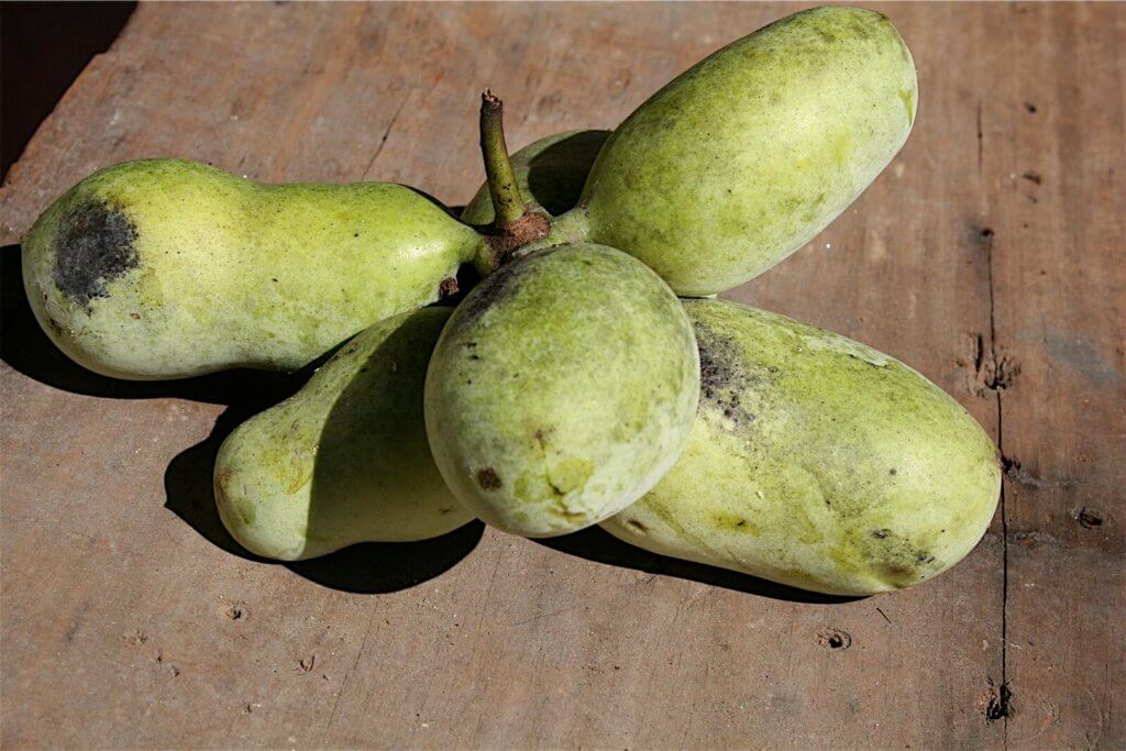 A bundle of pawpaws on a table.