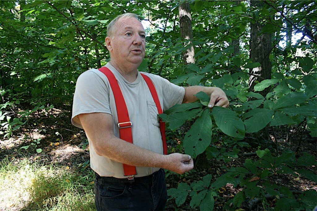 A farmer next to a pawpaw tree. 