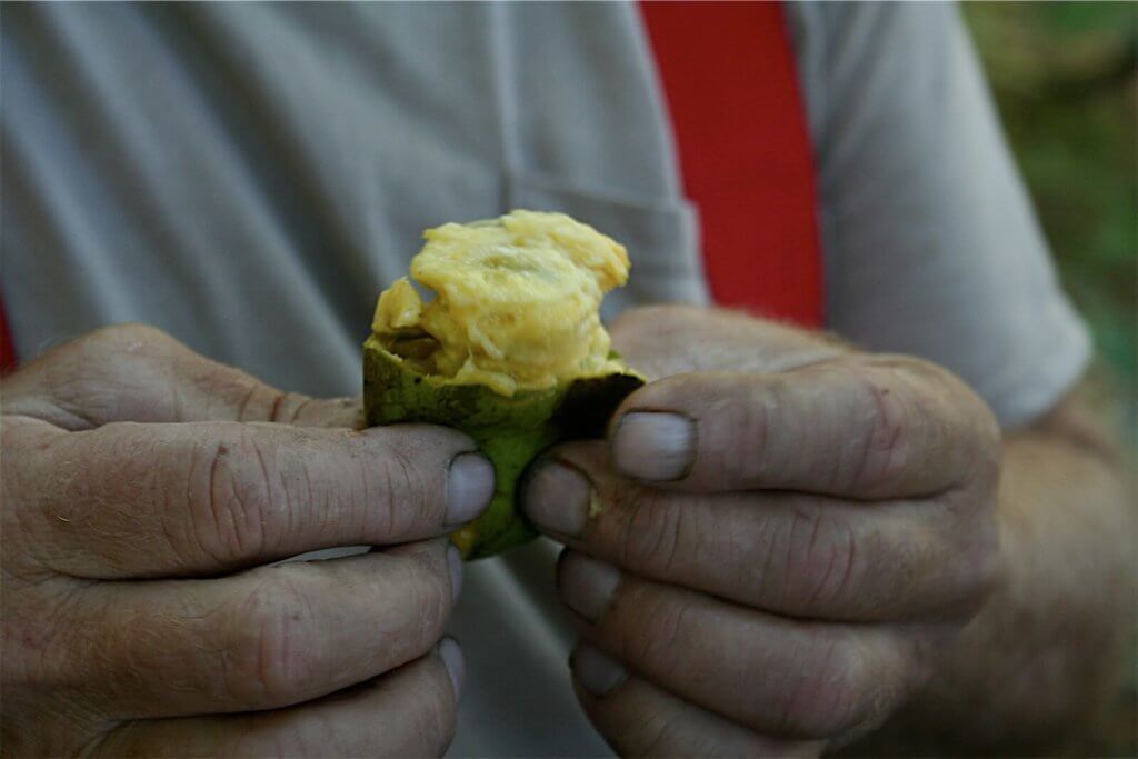 Sam Consylman squeezing the flesh from a pawpaw.