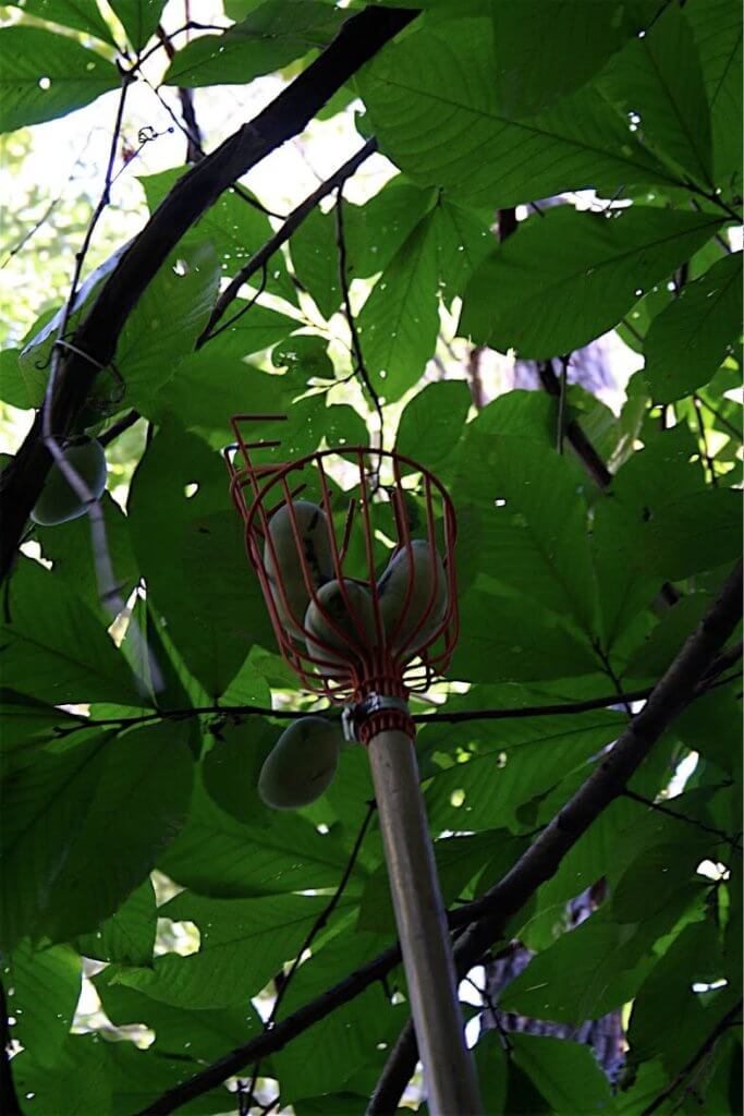 Pawpaws hanging from a tree with a fruit grabber pulling them down.