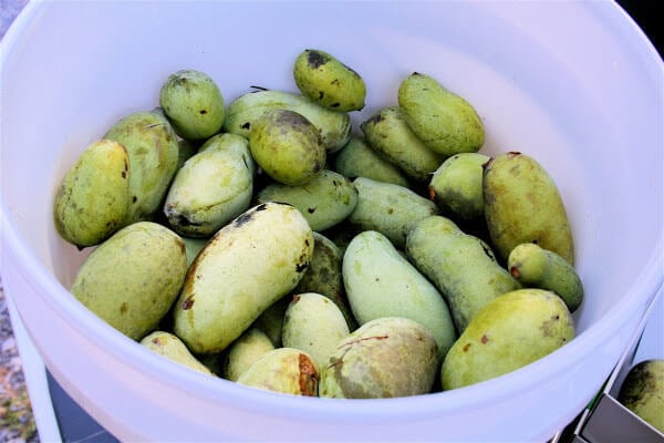 A bucket of pawpaws.
