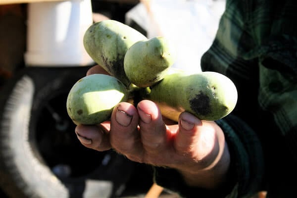 Sam Consylman holding a bundle of pawpaws.