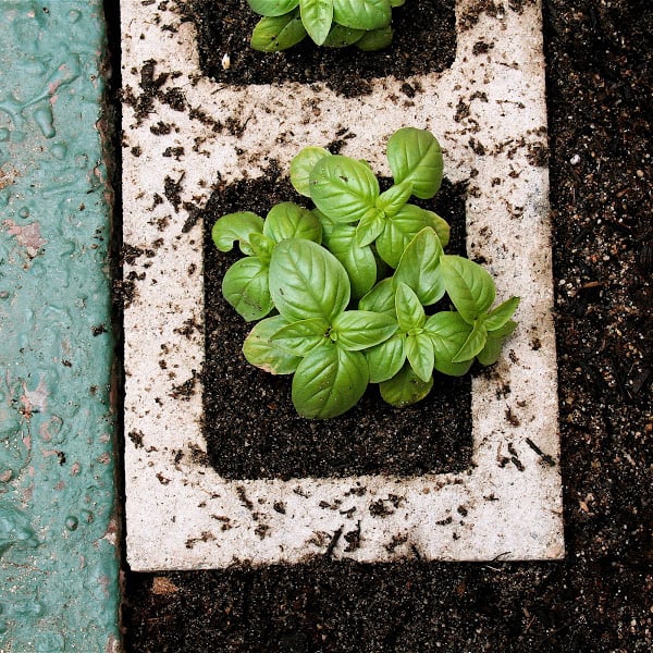 How to Make a Cinderblock Garden