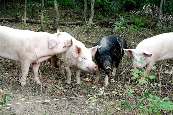 such happy pigs