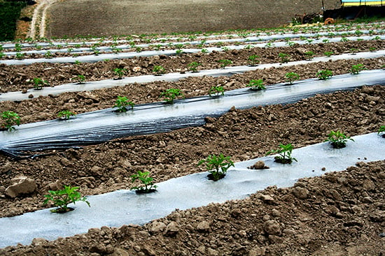 tomato field 