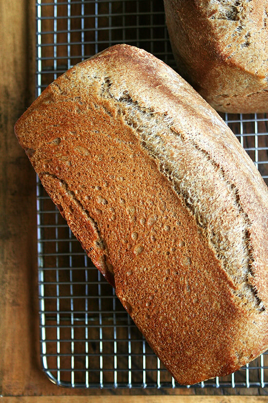 honey whole wheat bread