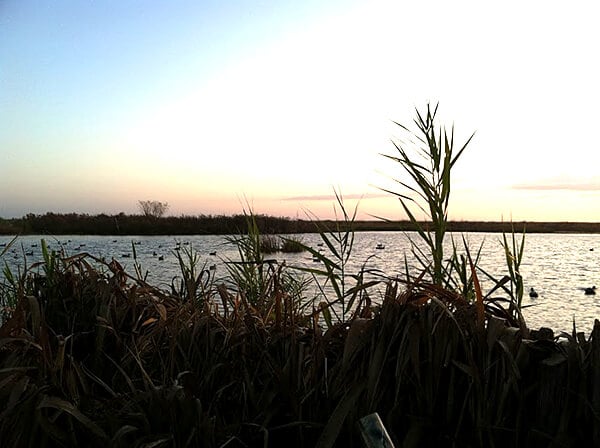 Morning view at Pine Island Hunting Camp.