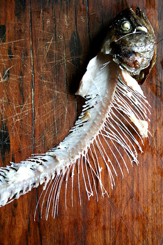 trout skeleton