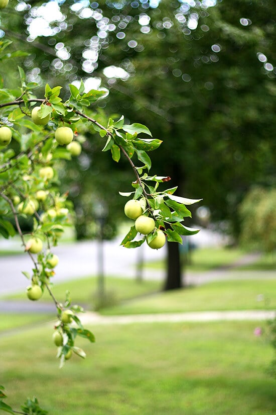 apples