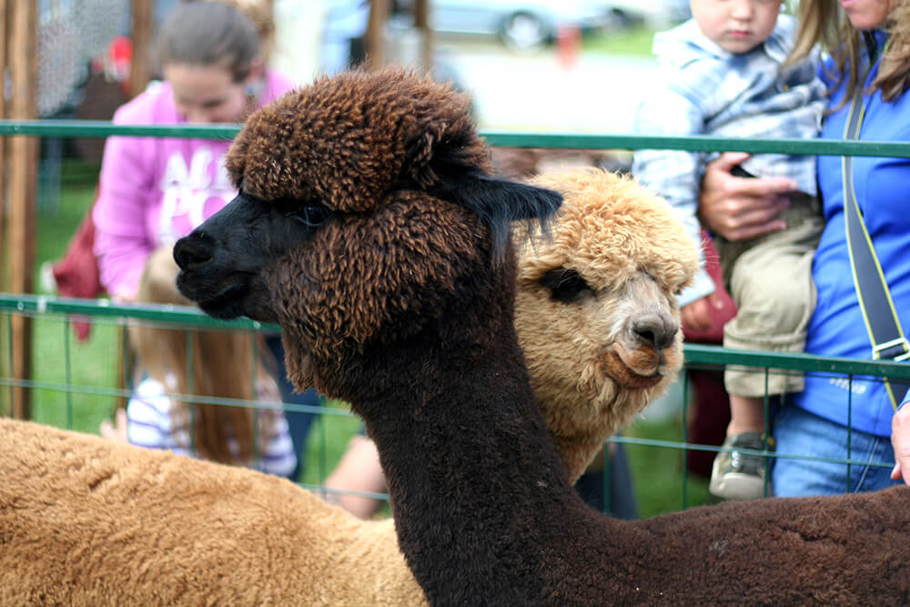 alpacas