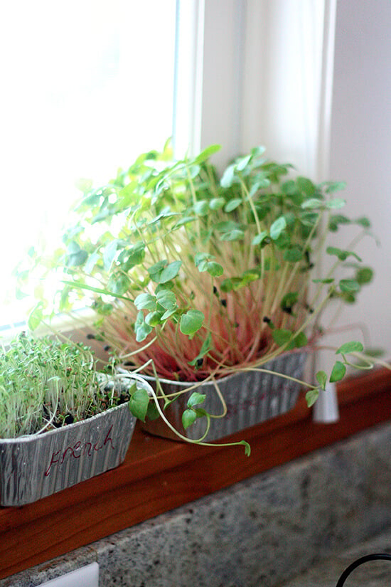 sprouts in window