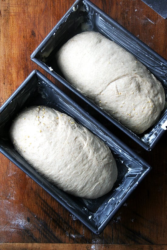 dough rising