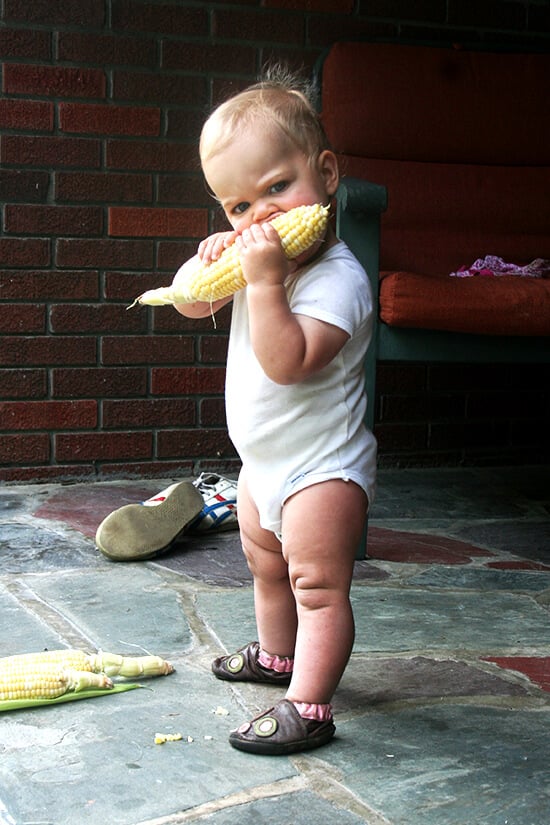 wren, eating corn