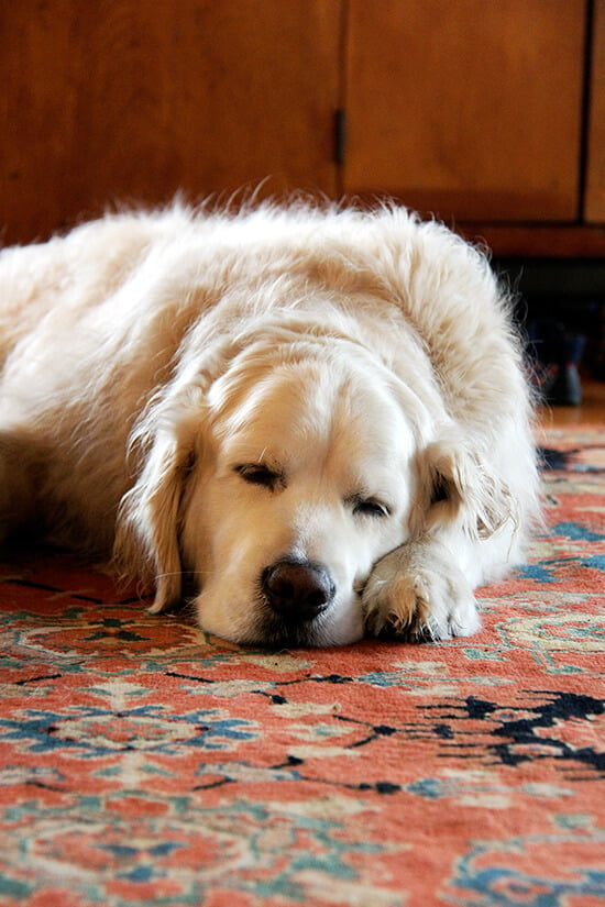 Ajax, a golden retriever, napping. 