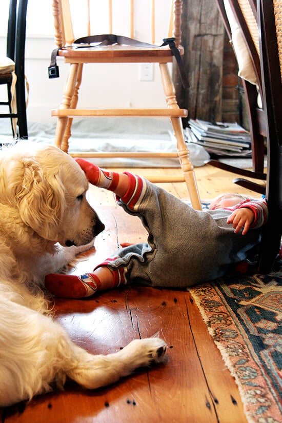 Baby Wren playing with Argos, a golden retriever. 