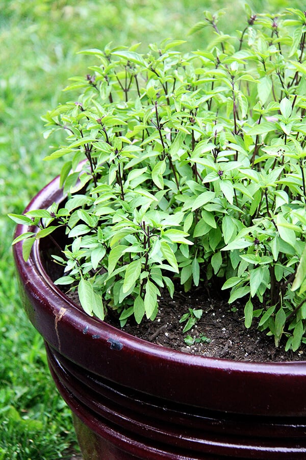 thai basil