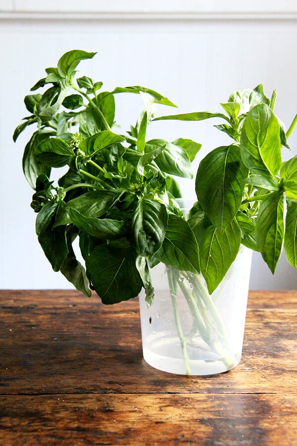 basil in water