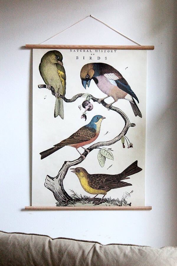 Cavallini Bird Poster