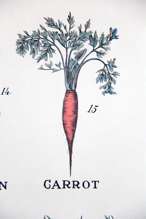 carrot