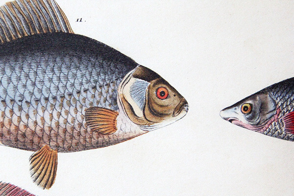 fish detail