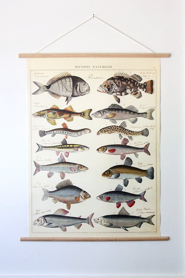Cavallini Fish Poster