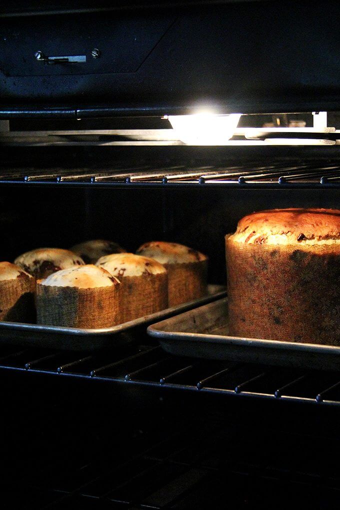 Small and large panettones baking in the oven on sheet pans. 