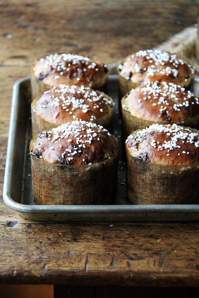 Six mini Chocolate-studded panettone breads freshly baked still in their small paper moulds.