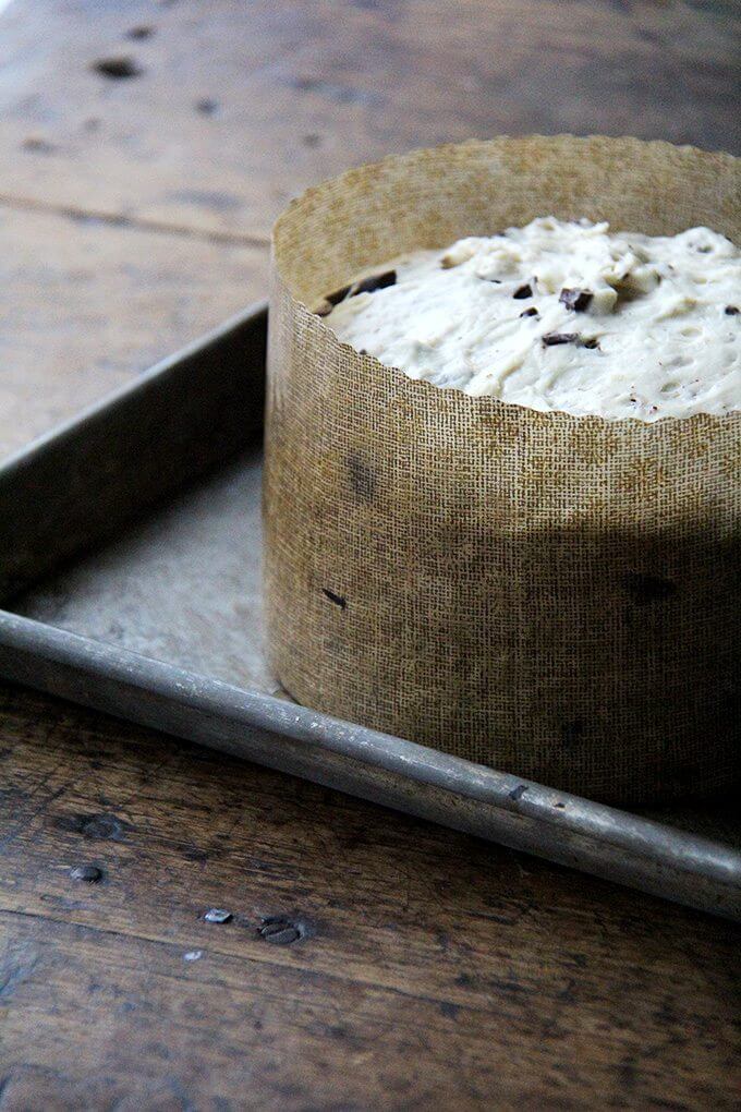 Chocolate-studded panettone rising in large paper mould. 