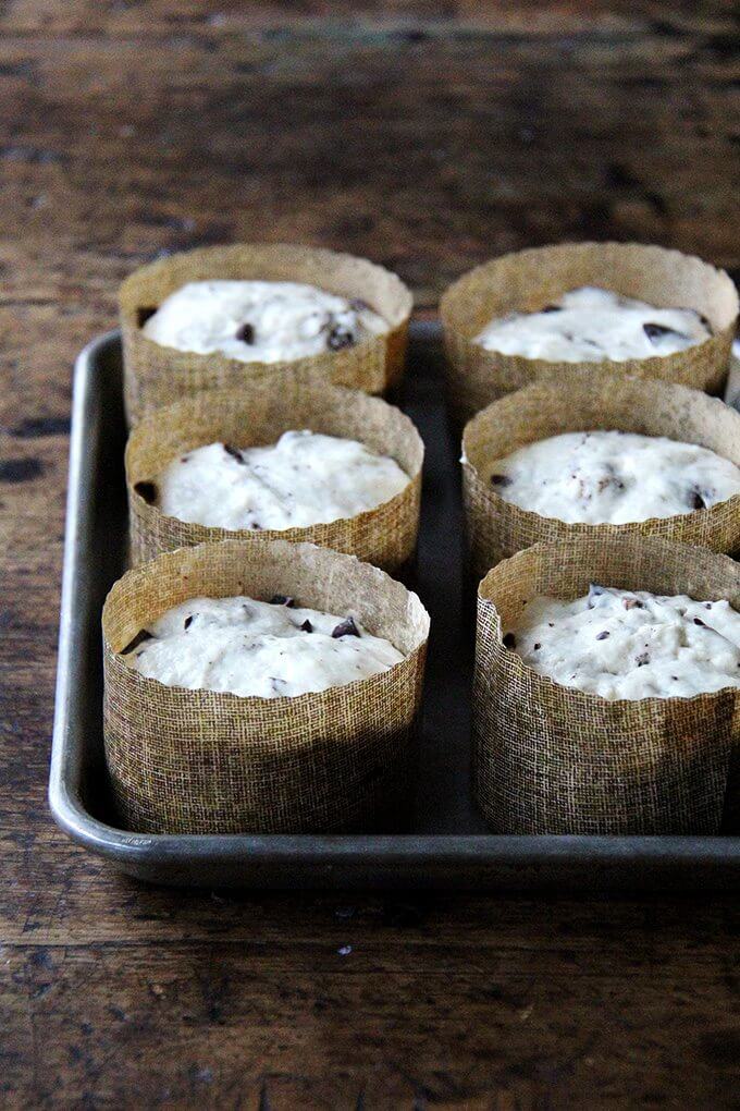 Chocolate-studded panettone rising in six small paper moulds. 