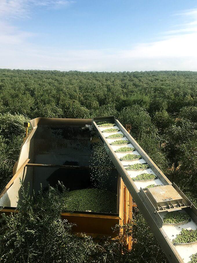 I visited California Olive Ranch in early November, right at the start of their six-week olive harvest. In addition to visiting an olive grove and riding on an olive harvester, I toured the mill, all of which—from seeing the sea of olive trees to the farm of massive olive oil-filled tanks—was mind boggling. // alexandracooks.com