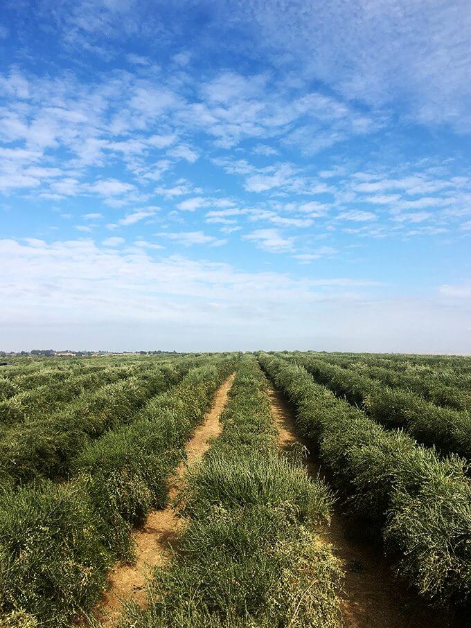 I visited California Olive Ranch in early November, right at the start of their six-week olive harvest. In addition to visiting an olive grove and riding on an olive harvester, I toured the mill, all of which—from seeing the sea of olive trees to the farm of massive olive oil-filled tanks—was mind boggling. // alexandracooks.com