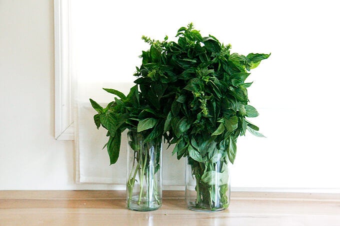 basil on the counter in jars of water.