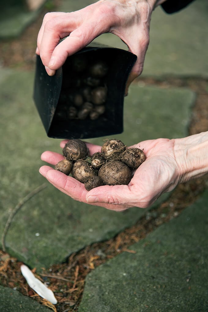 Margaret Roach holds bulbs.