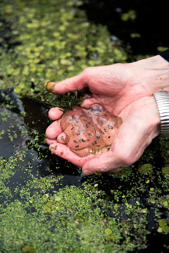 Margaret Roach holds salamander eggs.