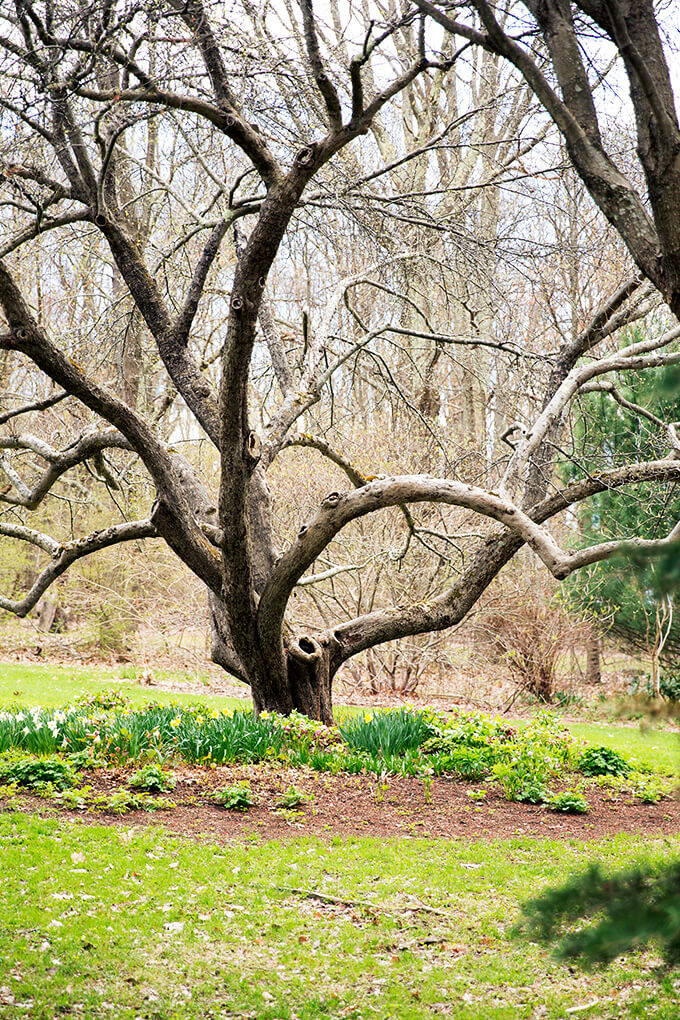 An apple tree in Margaret Roach's garden.