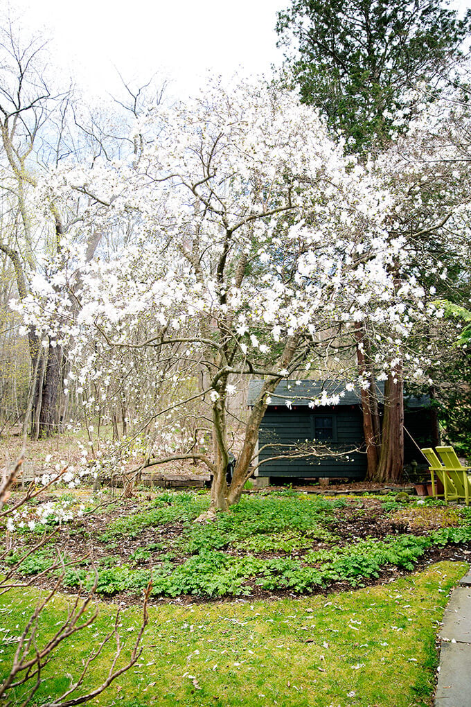 A blooming tree in Margaret Roach's garden.