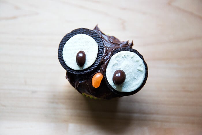 A single owl cupcake.