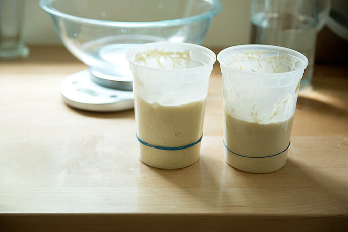 Two quart containers filled with sourdough starter that have doubled in volume.