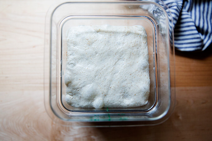 Risen sourdough focaccia dough.
