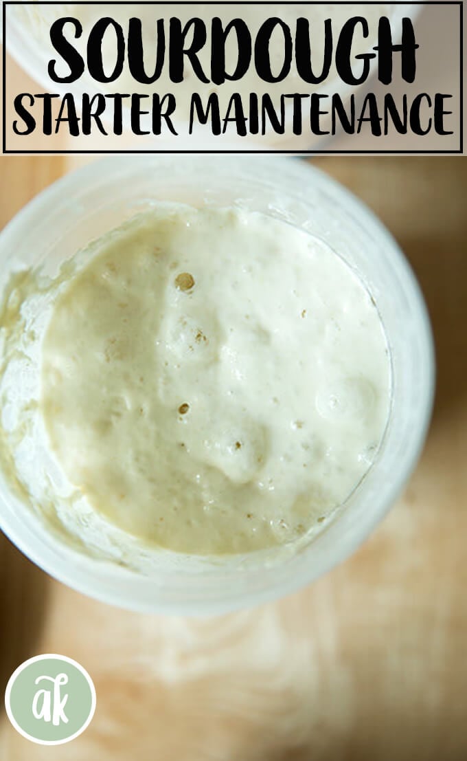 How Much and How Often Do You Feed a Sourdough Starter