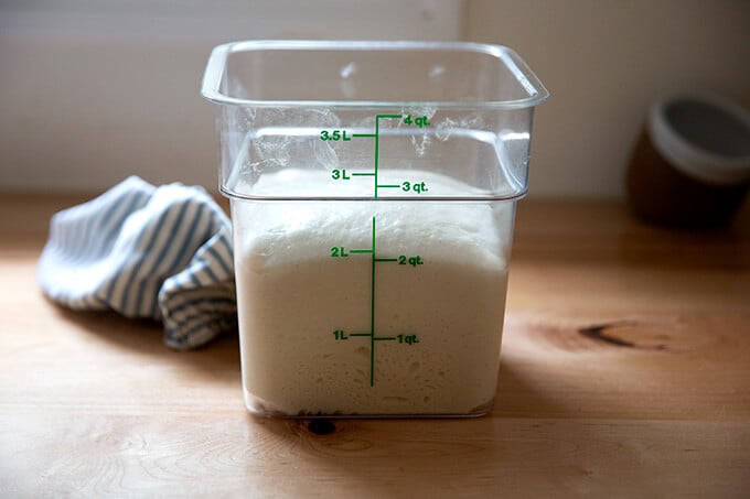 Ciabatta dough in a 4-qt container, doubled in volume.