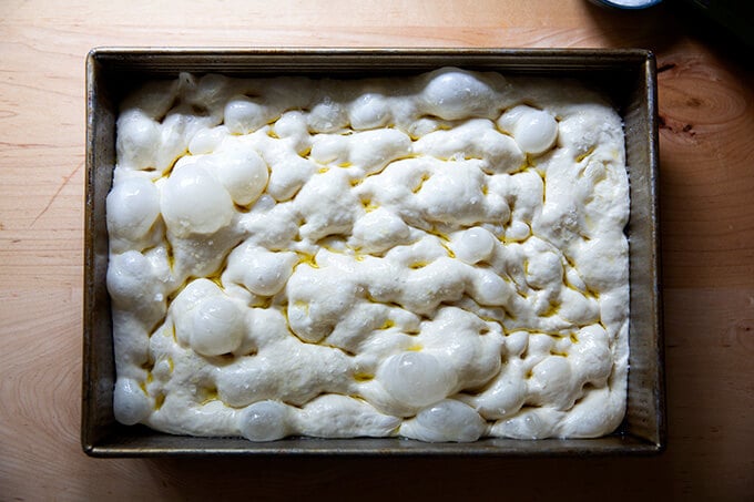 Dimpled focaccia dough.