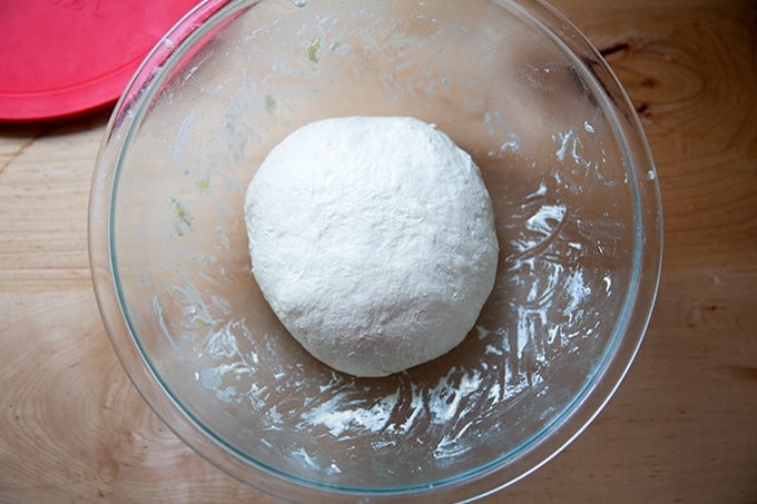 A ball of focaccia dough, balled up after 24 hours in the fridge.