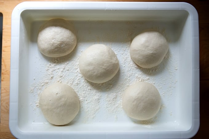 Five risen pretzel roll dough balls in a DoughMate container.