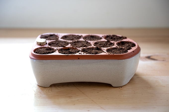 Self watering seed pot filled with soil.