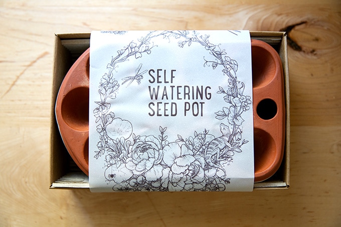 Self watering seed pot.